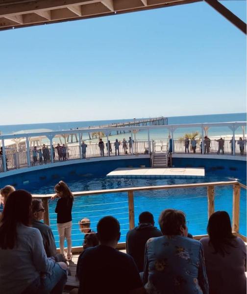 gulfarium-dolphin-area-min