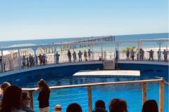 gulfarium-dolphin-area-min