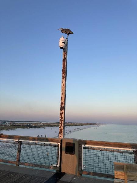bird-on-pier-camera-post