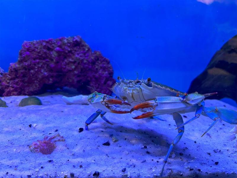 crab-tank-min
