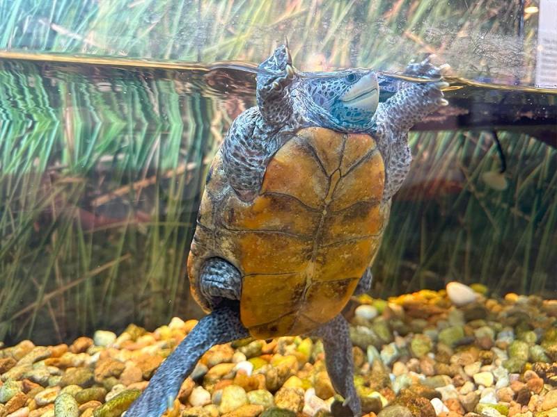 small-turtle-swimming-min