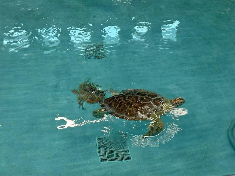 sweet-pea-swimming-min