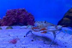 crab-tank-min