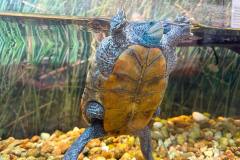 small-turtle-swimming-min