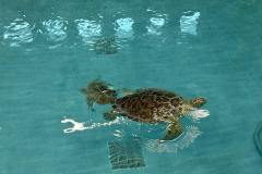 sweet-pea-swimming-min